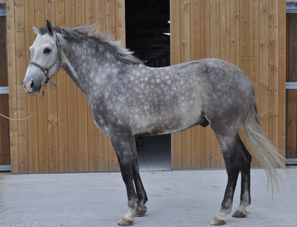 Vente Cheval Poney - 